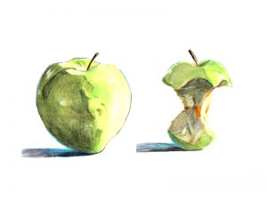 alinaerium-illustration-pomme